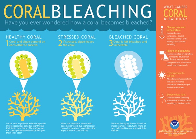 coral bleaching infographic